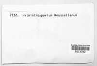 Helminthosporium rousselianum image